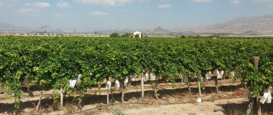 Winnice w okolicy, Alenda Golf, Alicante